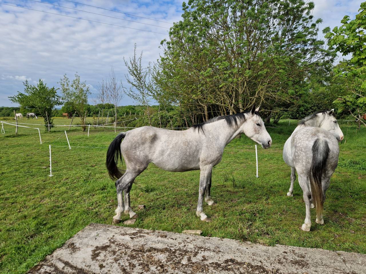 Merrie CDE Caballo Deporte Espanol Te koop 2019 Schimmel ,  ICONO