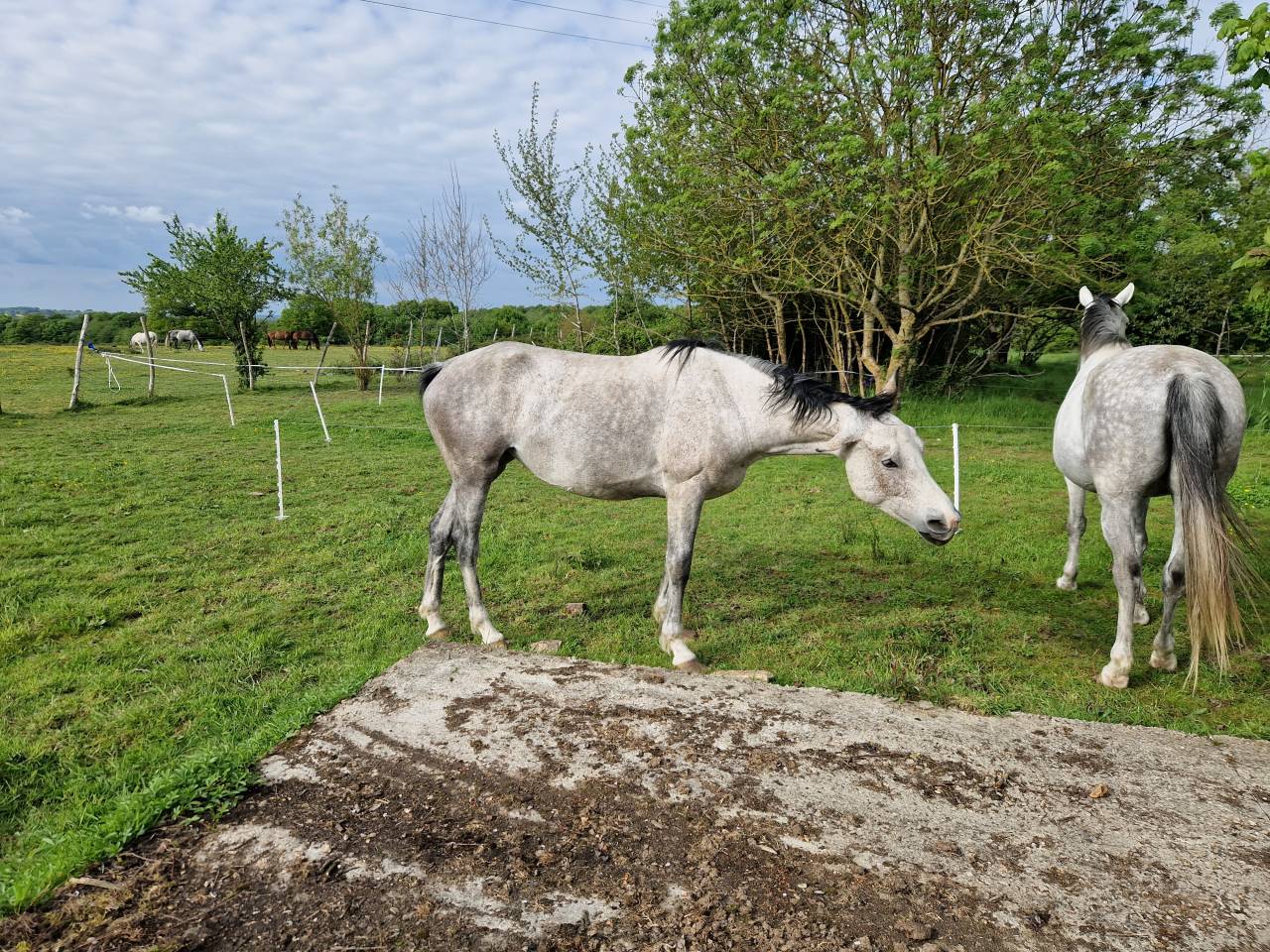 Merrie CDE Caballo Deporte Espanol Te koop 2019 Schimmel ,  ICONO
