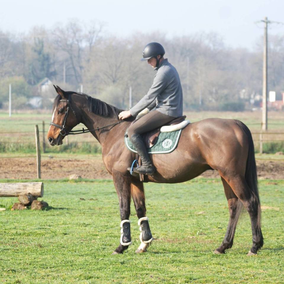 Ruin Volbloed Te koop 2019 Donker bruin / bai