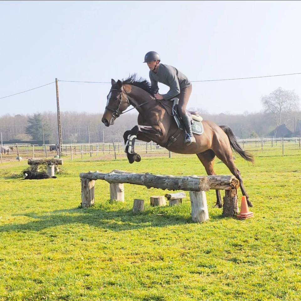 Ruin Volbloed Te koop 2019 Donker bruin / bai