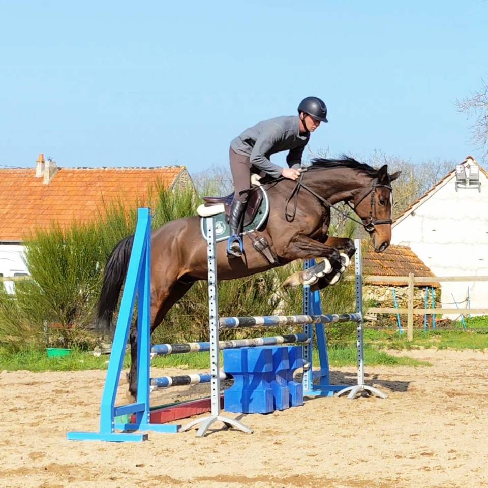 Ruin Volbloed Te koop 2019 Donker bruin / bai