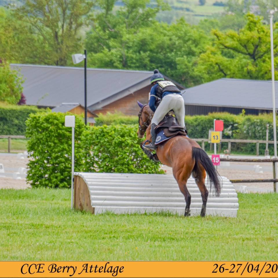 Ruin Volbloed Te koop 2019 Donker bruin / bai