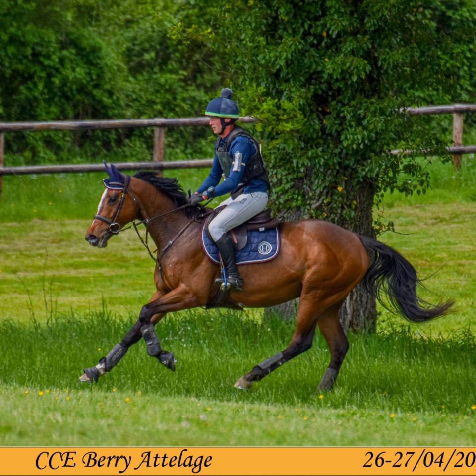 Ruin Volbloed Te koop 2019 Donker bruin / bai