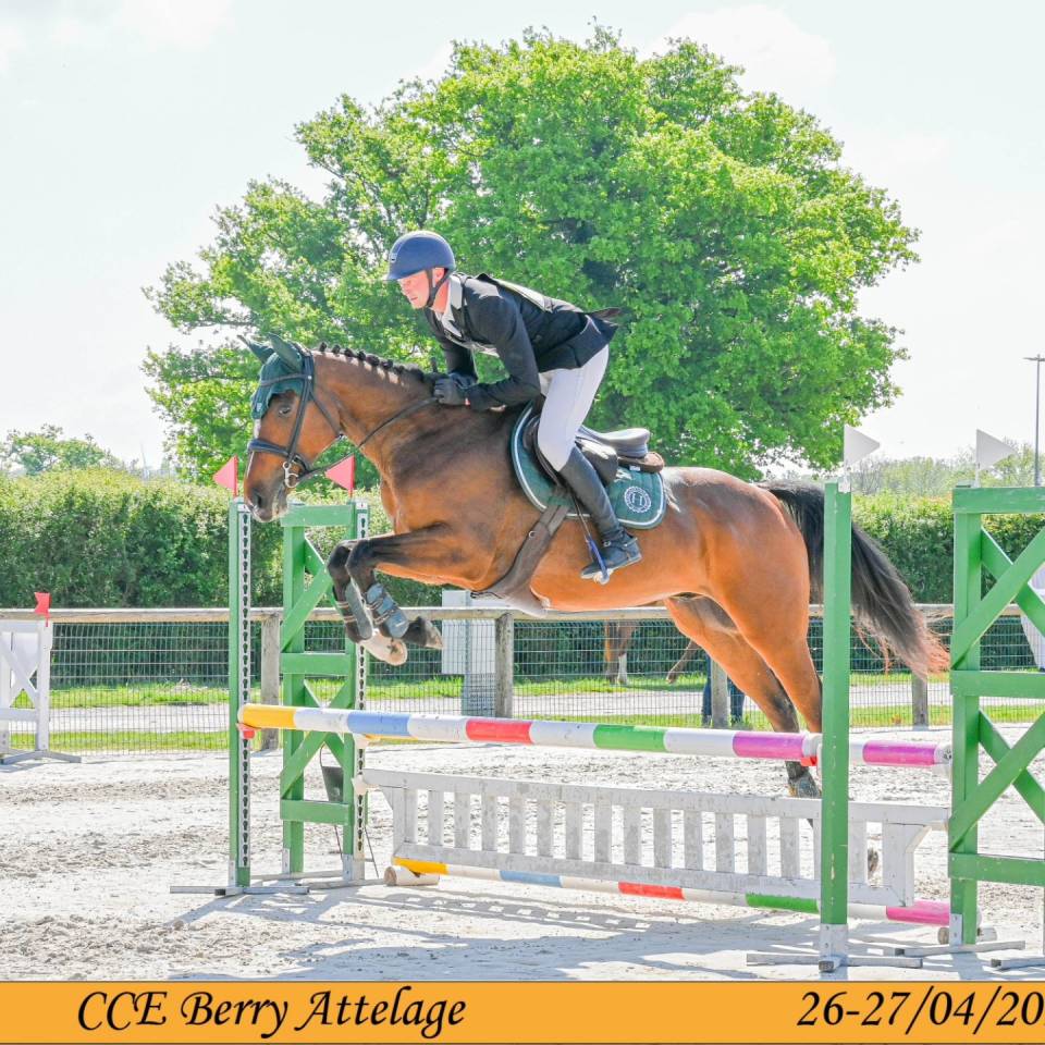 Ruin Volbloed Te koop 2019 Donker bruin / bai