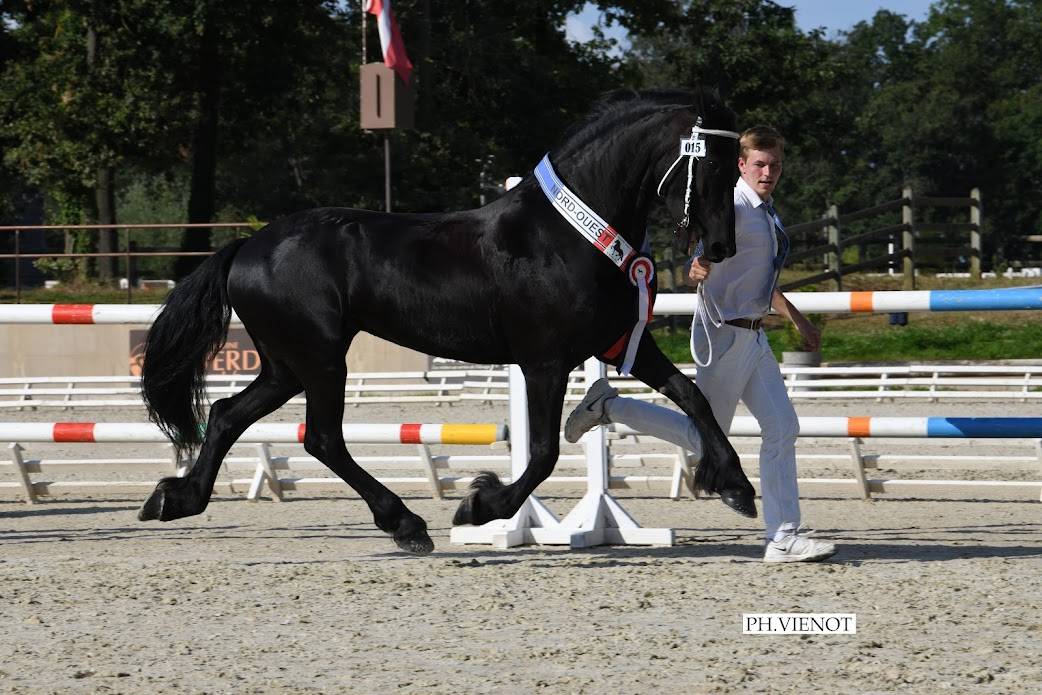 Veulen (ml) Fries Te koop 2025 Zwart ,  markus 491