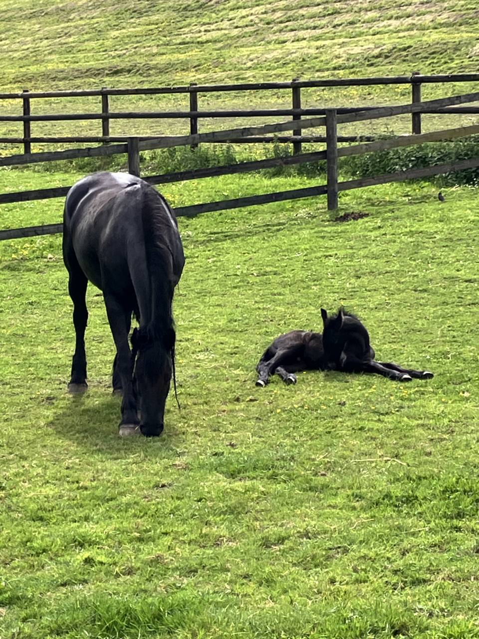 Veulen (ml) Fries Te koop 2025 Zwart ,  markus 491