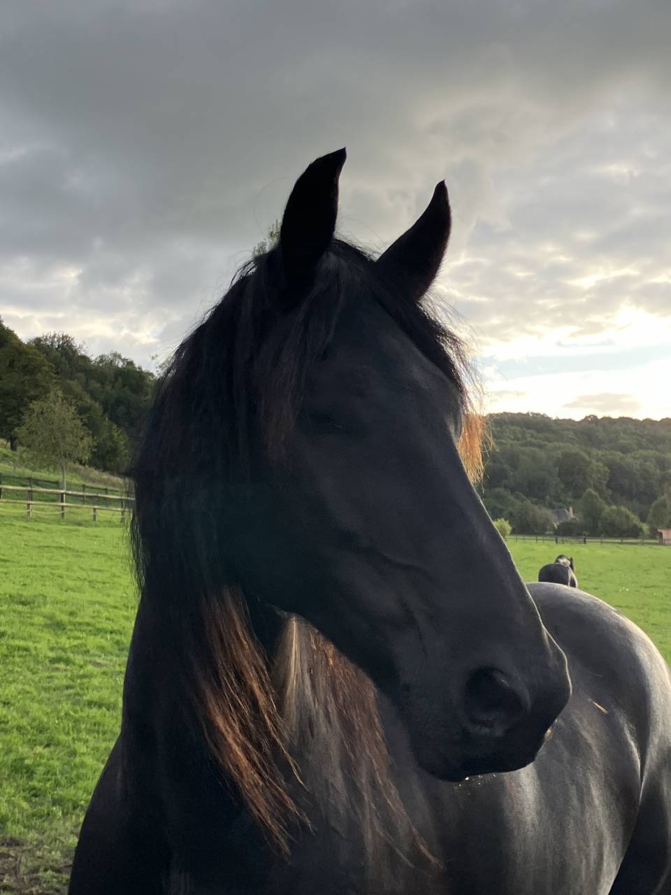 Veulen (ml) Fries Te koop 2025 Zwart ,  markus 491