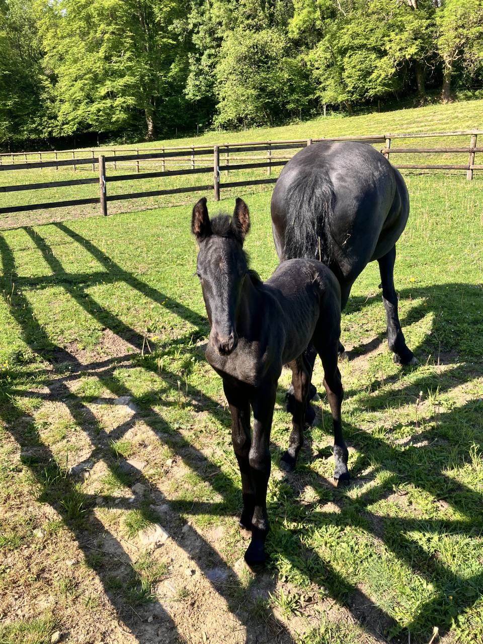 Veulen (ml) Fries Te koop 2025 Zwart ,  markus 491