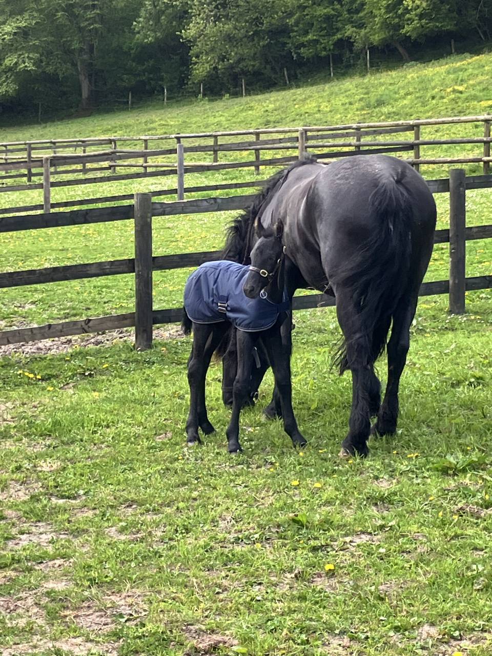 Veulen (ml) Fries Te koop 2025 Zwart ,  markus 491