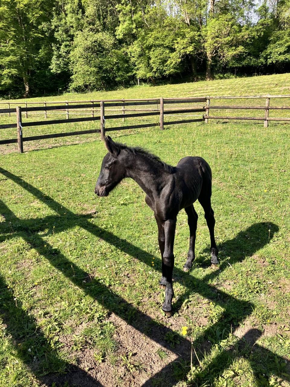 Veulen (ml) Fries Te koop 2025 Zwart ,  markus 491