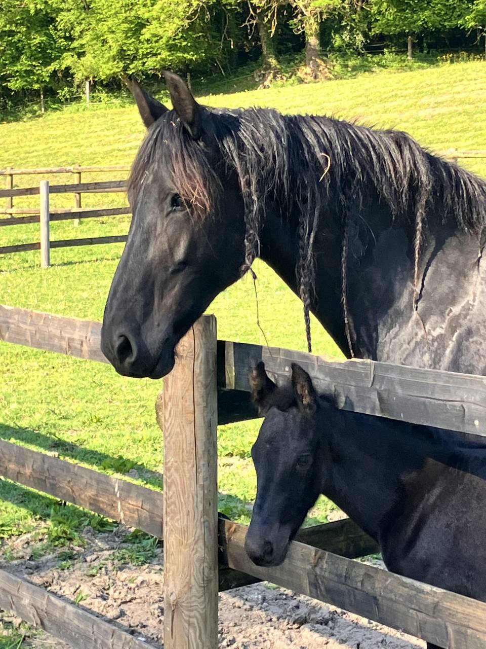 Veulen (ml) Fries Te koop 2025 Zwart ,  markus 491