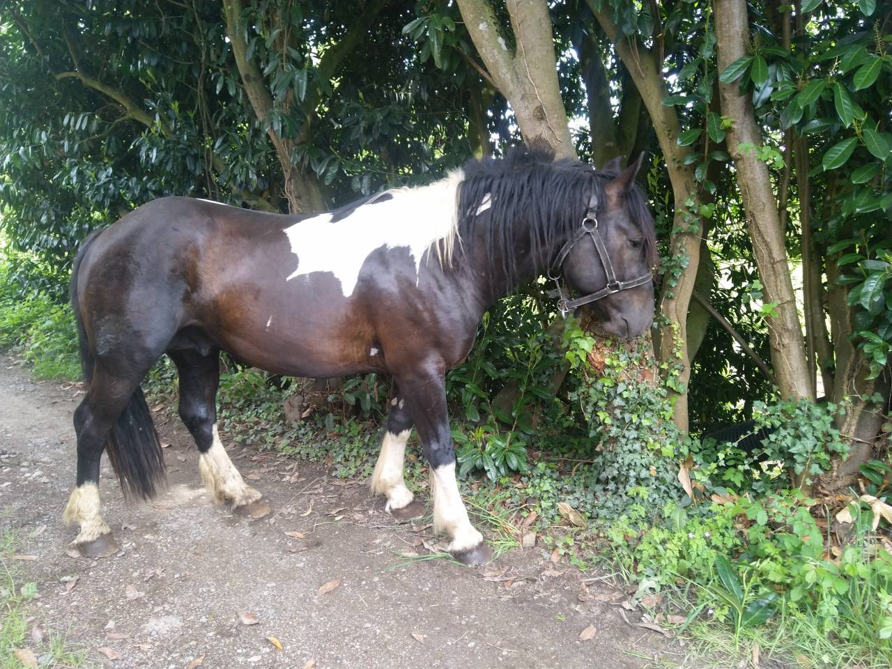 Dekhengst Pinto Te koop 2021 Bont