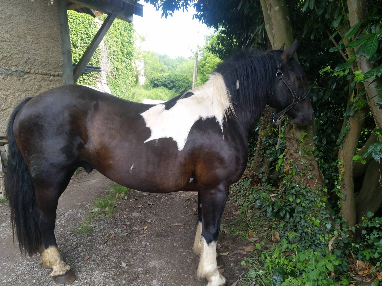 Dekhengst Pinto Te koop 2021 Bont