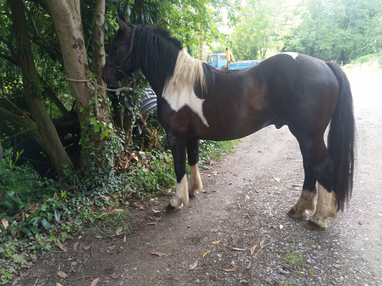 Dekhengst Pinto Te koop 2021 Bont