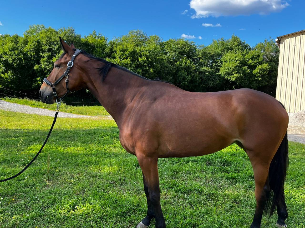 Merrie Selle Français Te koop 2021 Donker bruin / bai ,  QUARTER BACK RUMEL SFA 2004