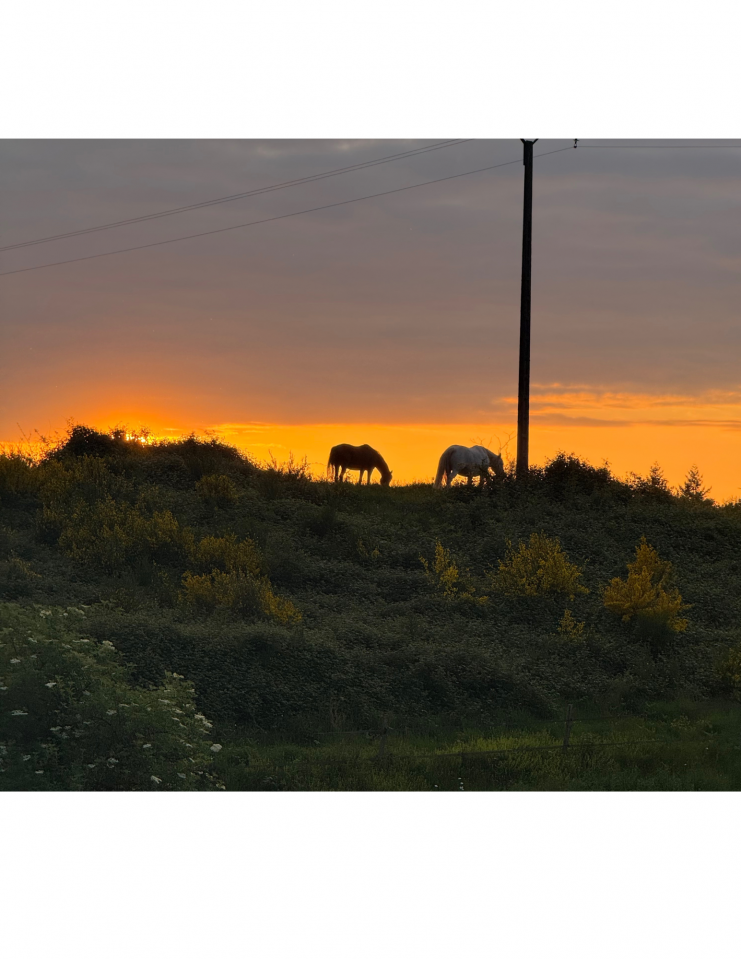 Mooi hippisch vastgoed Koop Haute-Vienne