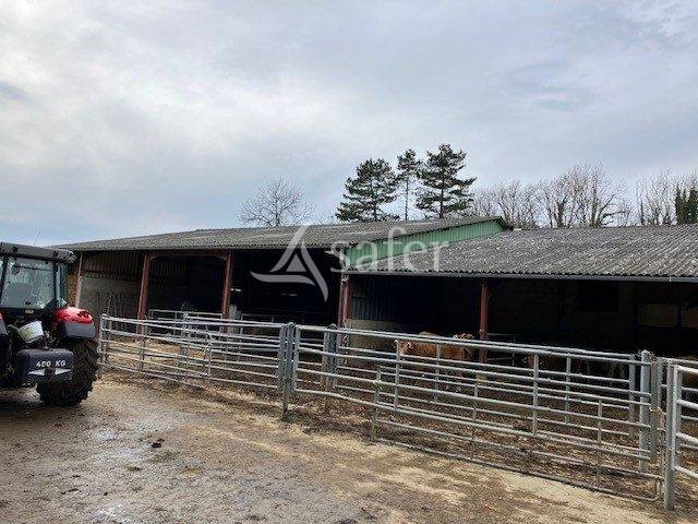 Schapen exploitatie Koop Jura