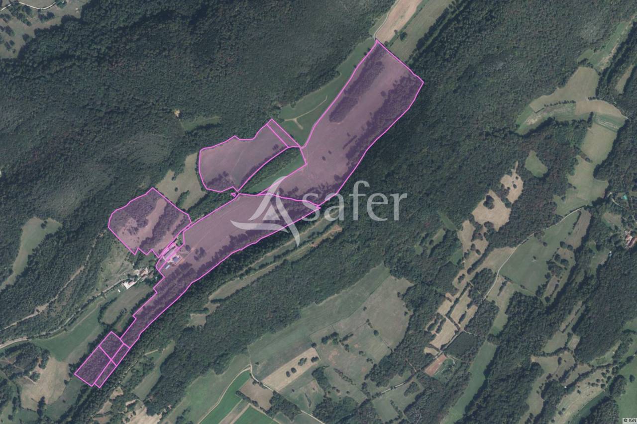 Schapen exploitatie Koop Jura