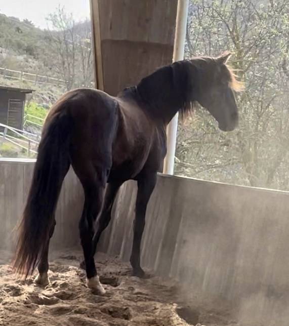 Veulen (vr) Lusitano Te koop 2024 Donker bruin / bai ,  Bemperfumado