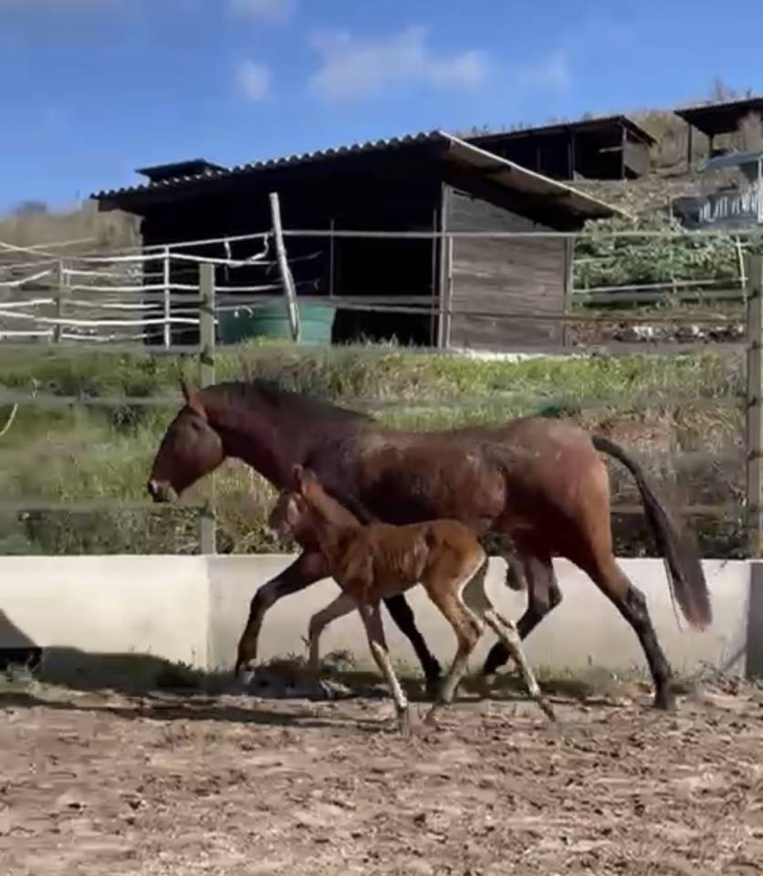 Veulen (vr) Lusitano Te koop 2024 Donker bruin / bai ,  Bemperfumado