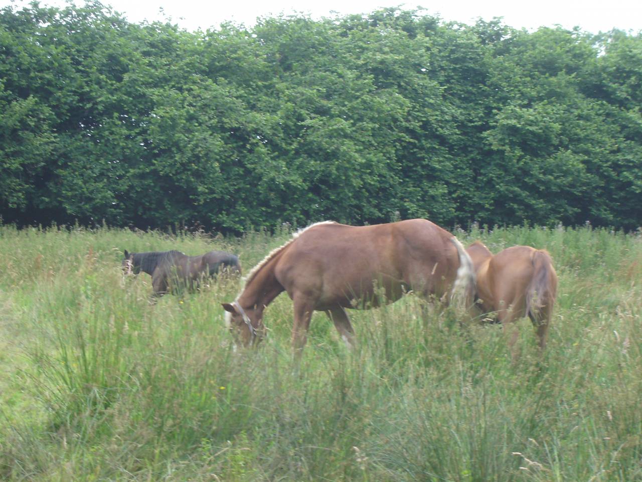 Hippisch toerisme vastgoed Koop Calvados
