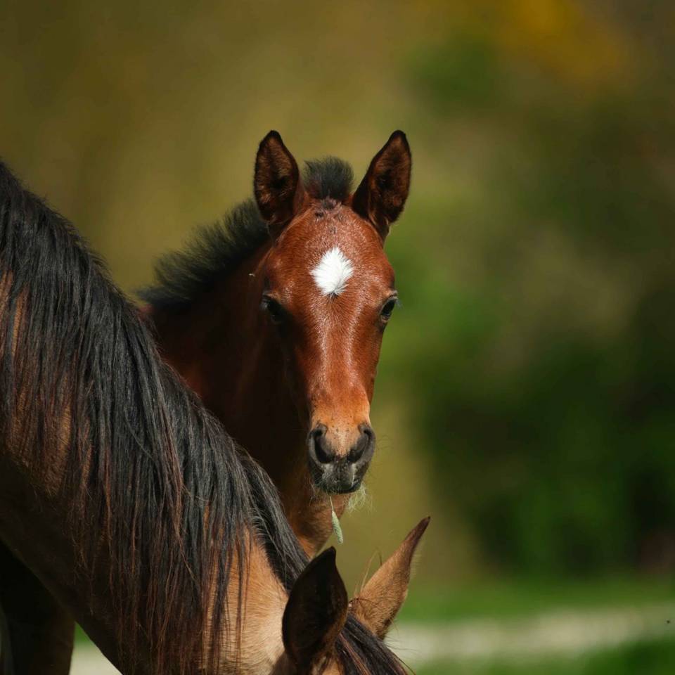 Veulen (vr) Akhal-Teke Te koop 2025 Donker bruin / bai