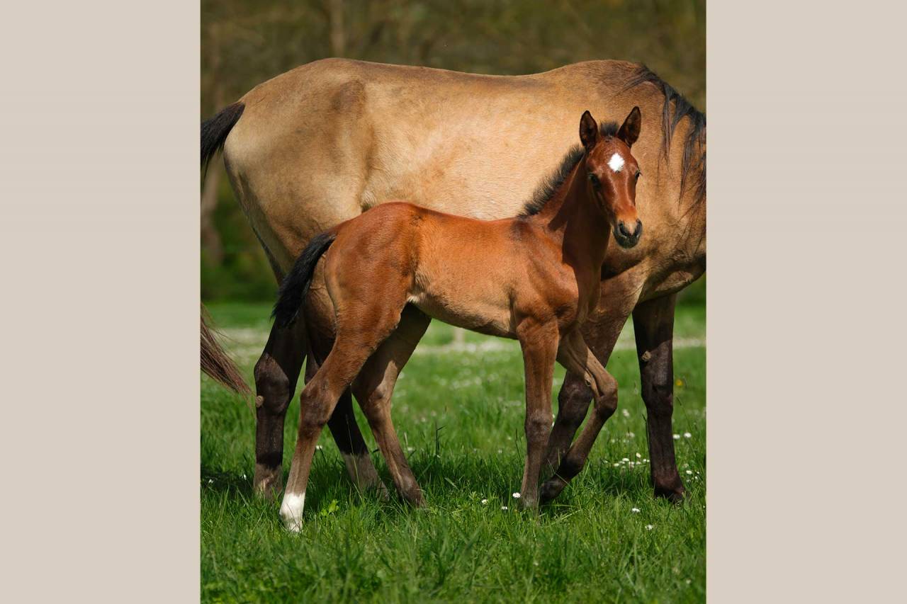 Veulen (vr) Akhal-Teke Te koop 2025 Donker bruin / bai