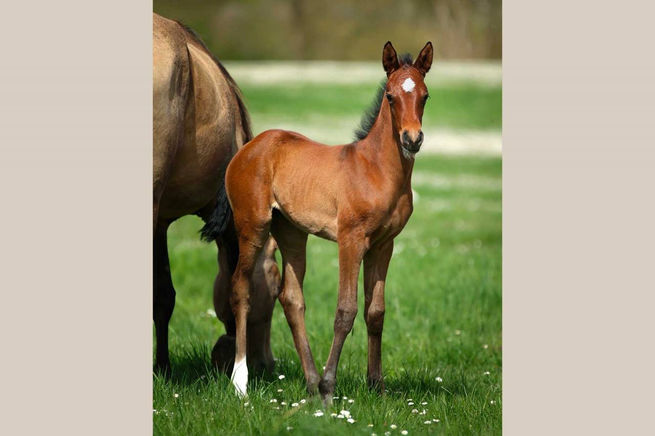Veulen (vr) Akhal-Teke Te koop 2025 Donker bruin / bai