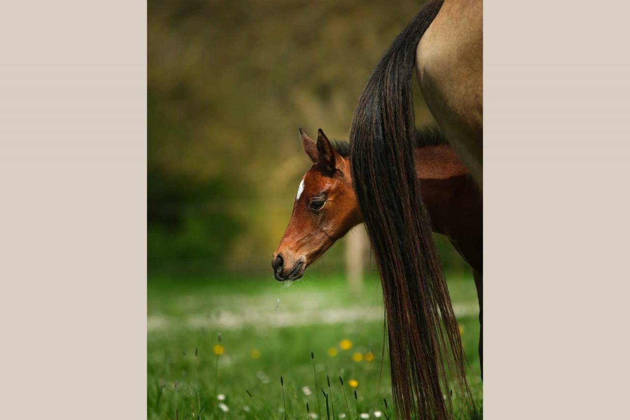 Veulen (vr) Akhal-Teke Te koop 2025 Donker bruin / bai