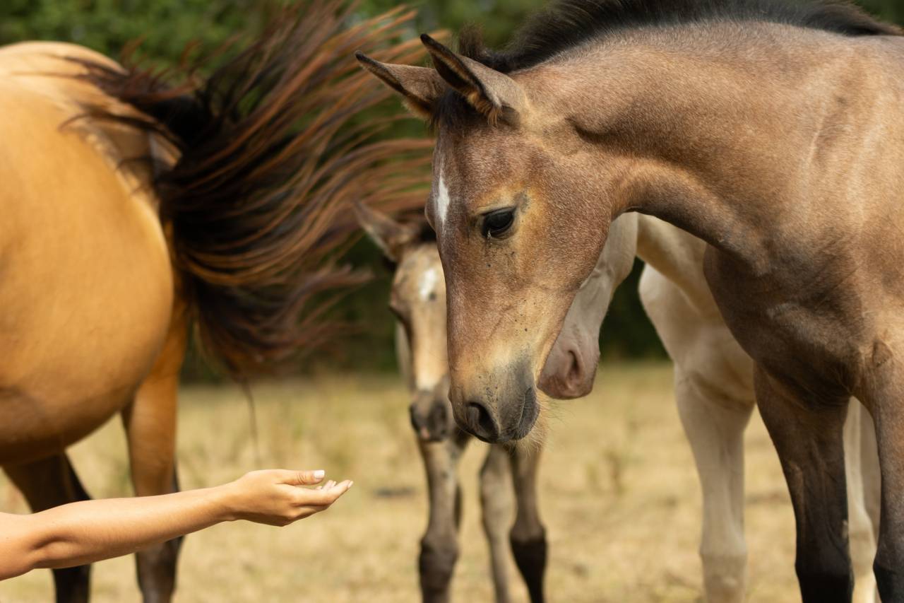 Veulen (vr) Akhal-Teke Te koop 2025 Donker bruin / bai