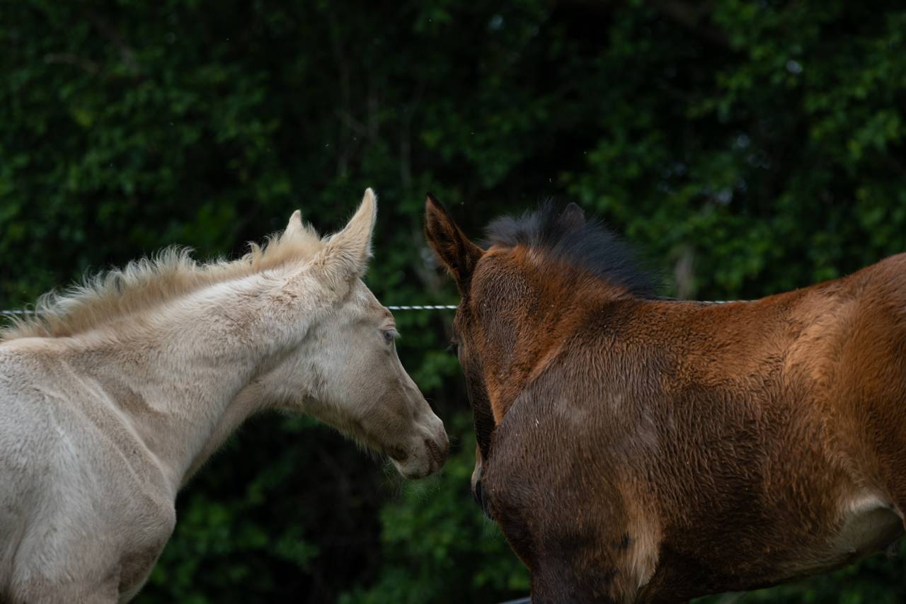 Veulen (vr) Akhal-Teke Te koop 2025 Perlino