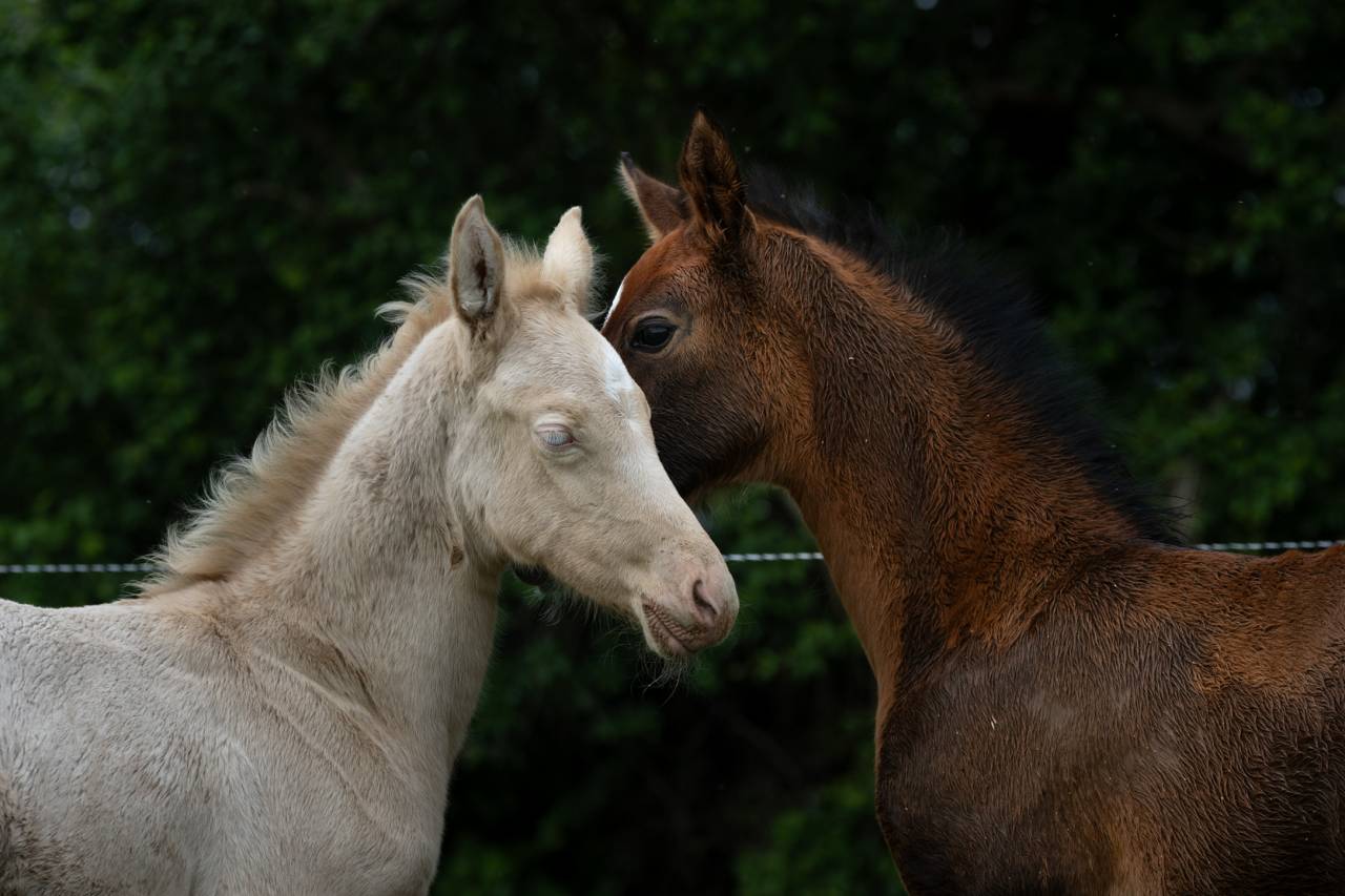 Veulen (vr) Akhal-Teke Te koop 2025 Perlino
