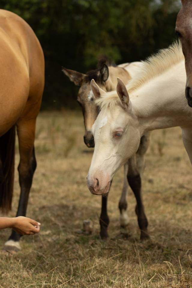Veulen (vr) Akhal-Teke Te koop 2025 Perlino