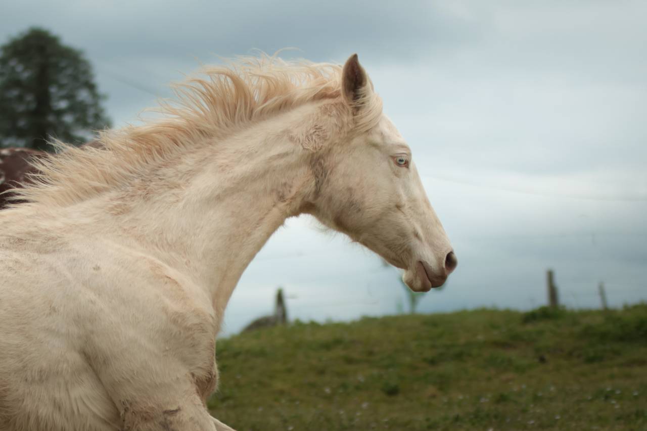 Veulen (vr) Akhal-Teke Te koop 2025 Perlino