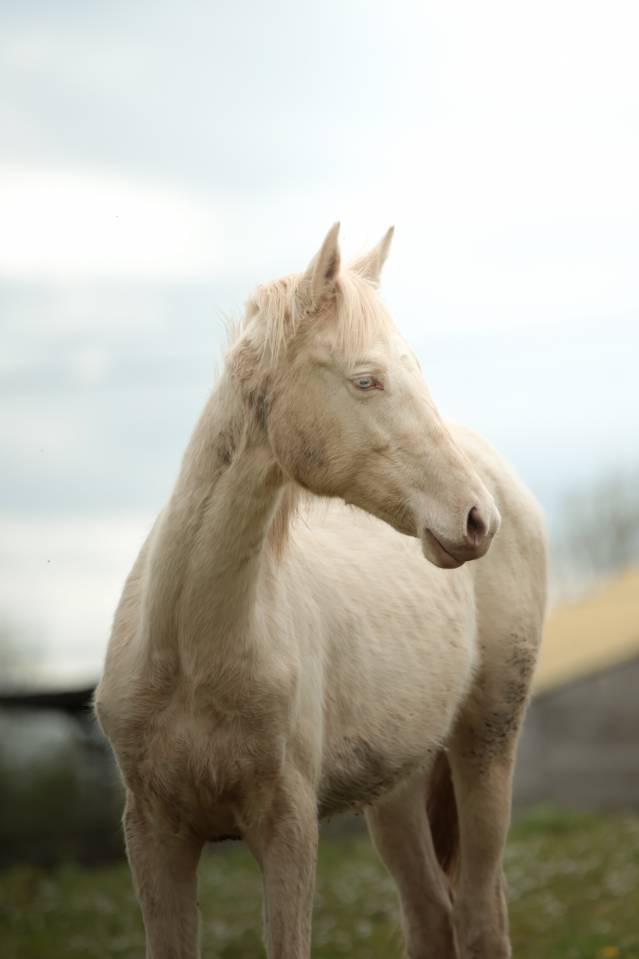 Veulen (vr) Akhal-Teke Te koop 2025 Perlino