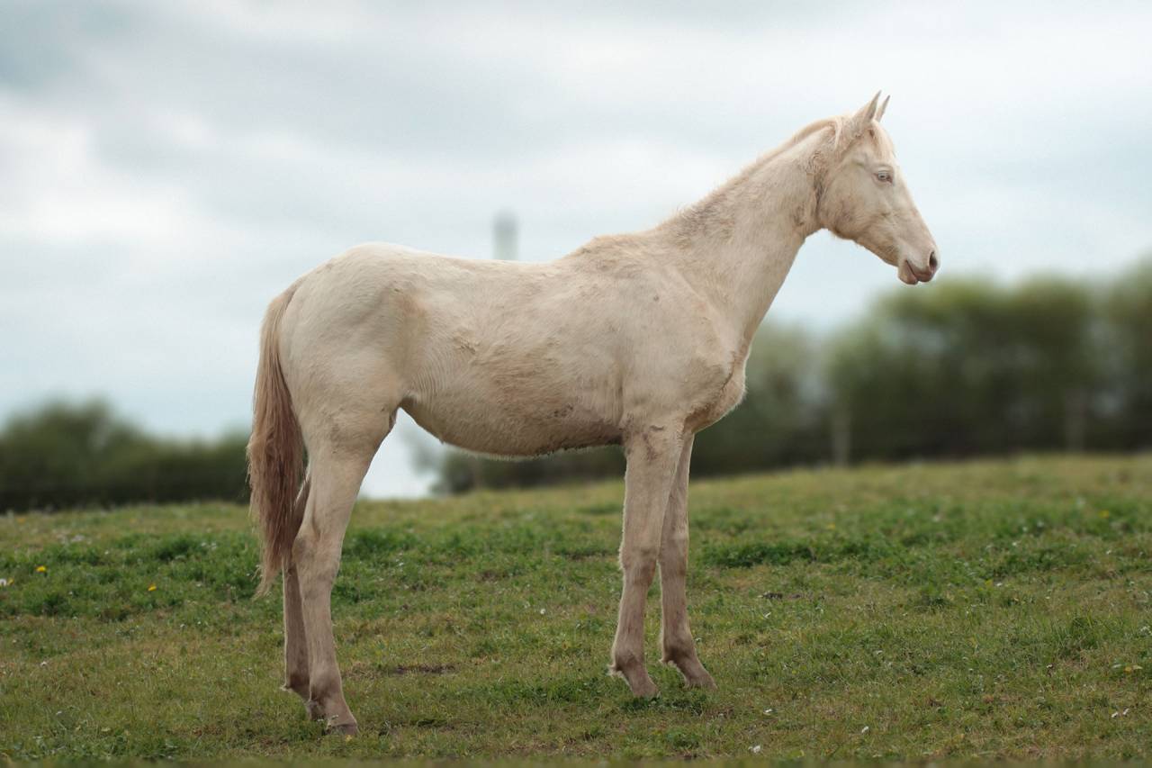 Veulen (vr) Akhal-Teke Te koop 2025 Perlino