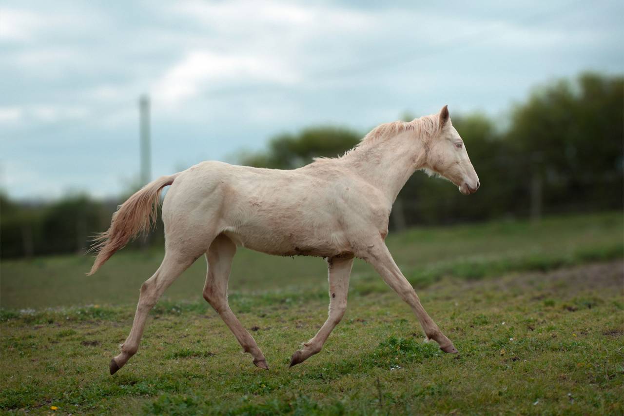 Veulen (vr) Akhal-Teke Te koop 2025 Perlino