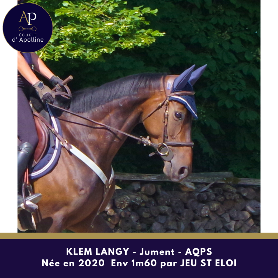 Merrie Autre Que Pur-Sang (Geen volbloed) Te koop 2020 Donker bruin / bai ,  Jeu St Eloi