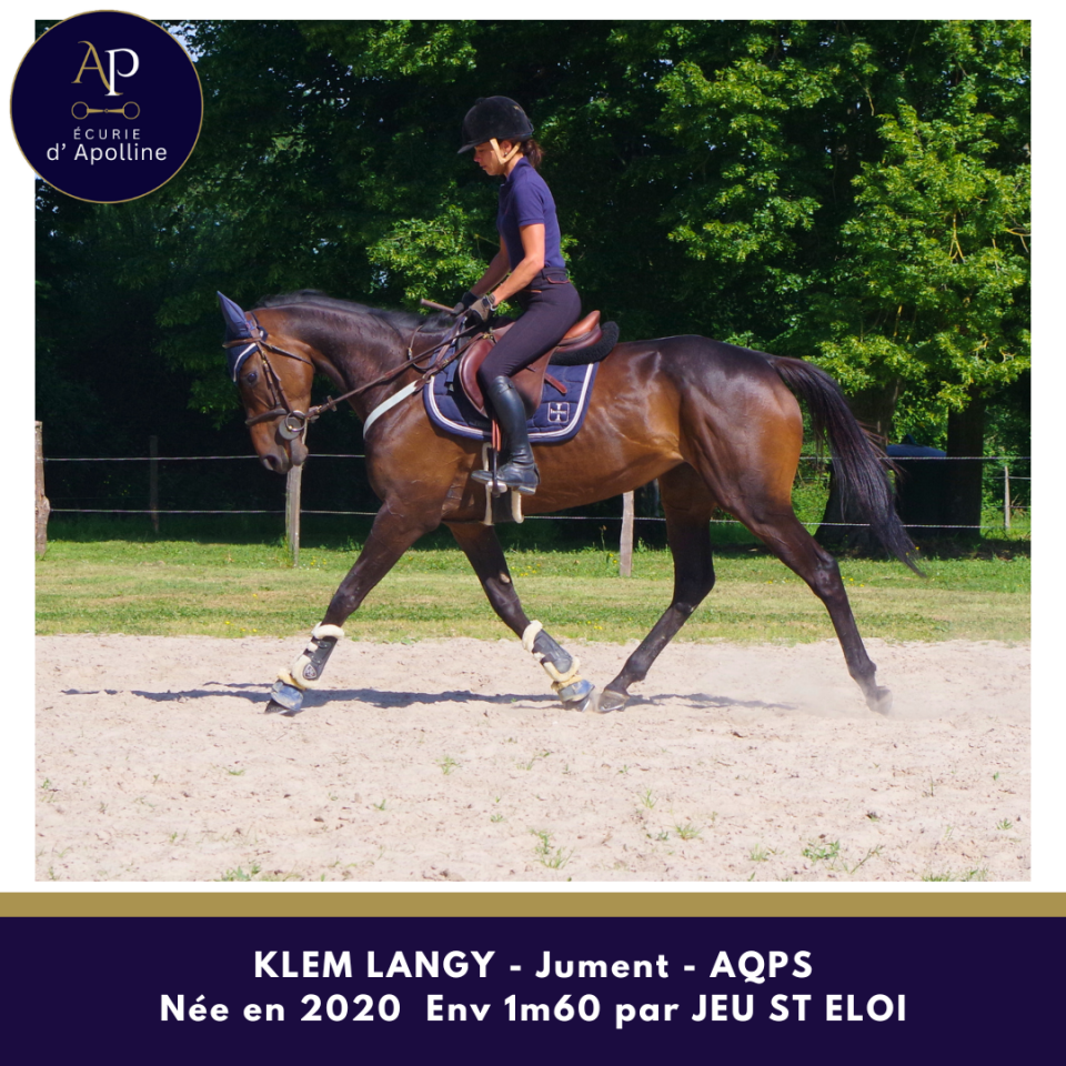 Merrie Autre Que Pur-Sang (Geen volbloed) Te koop 2020 Donker bruin / bai ,  Jeu St Eloi