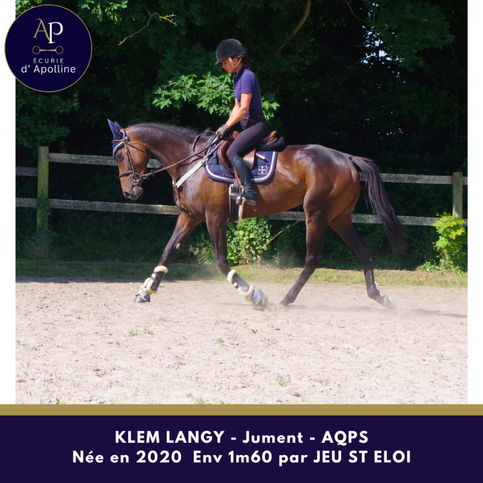 Merrie Autre Que Pur-Sang (Geen volbloed) Te koop 2020 Donker bruin / bai ,  Jeu St Eloi