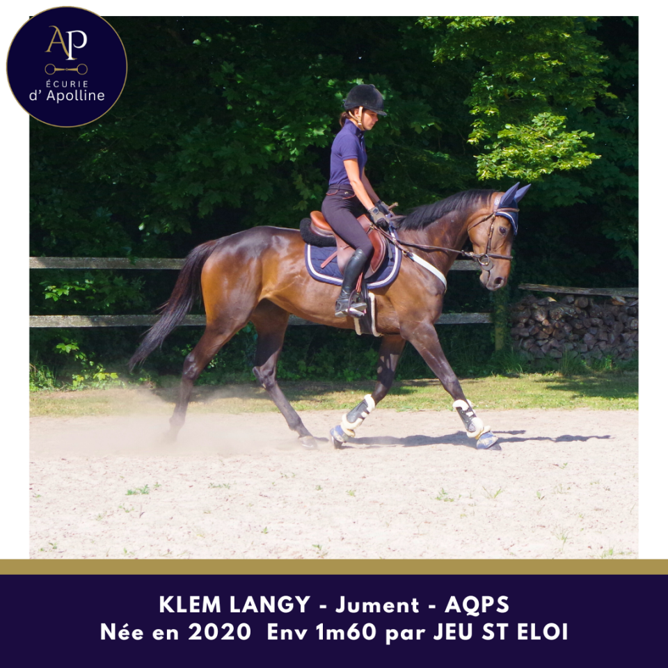 Merrie Autre Que Pur-Sang (Geen volbloed) Te koop 2020 Donker bruin / bai ,  Jeu St Eloi