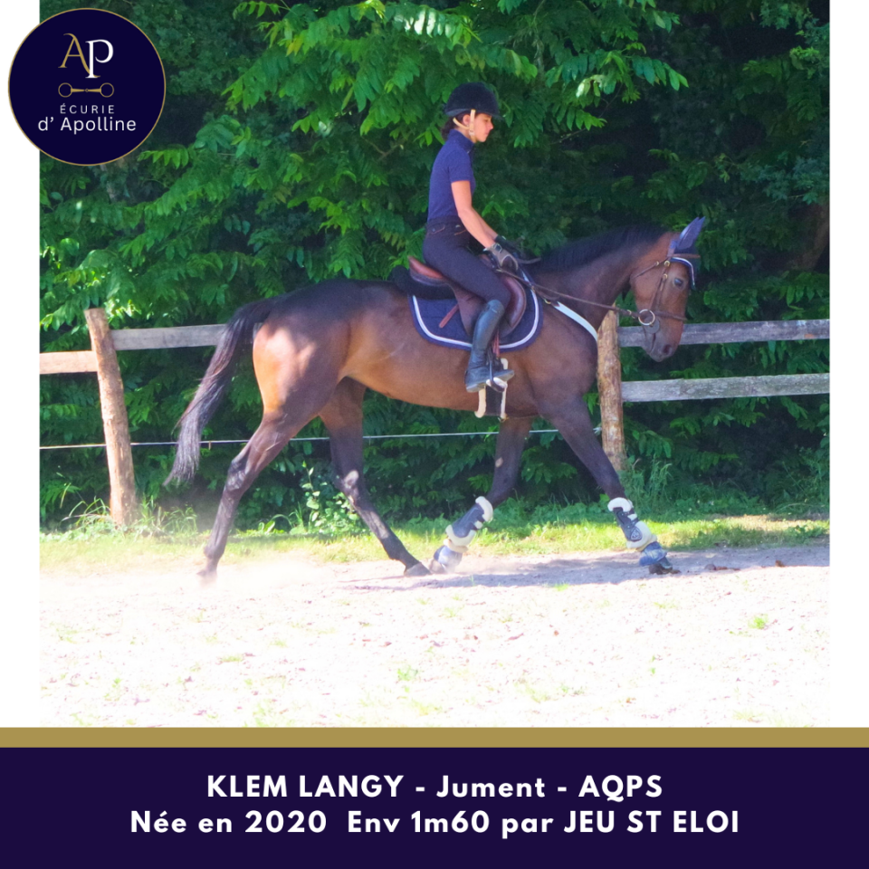 Merrie Autre Que Pur-Sang (Geen volbloed) Te koop 2020 Donker bruin / bai ,  Jeu St Eloi