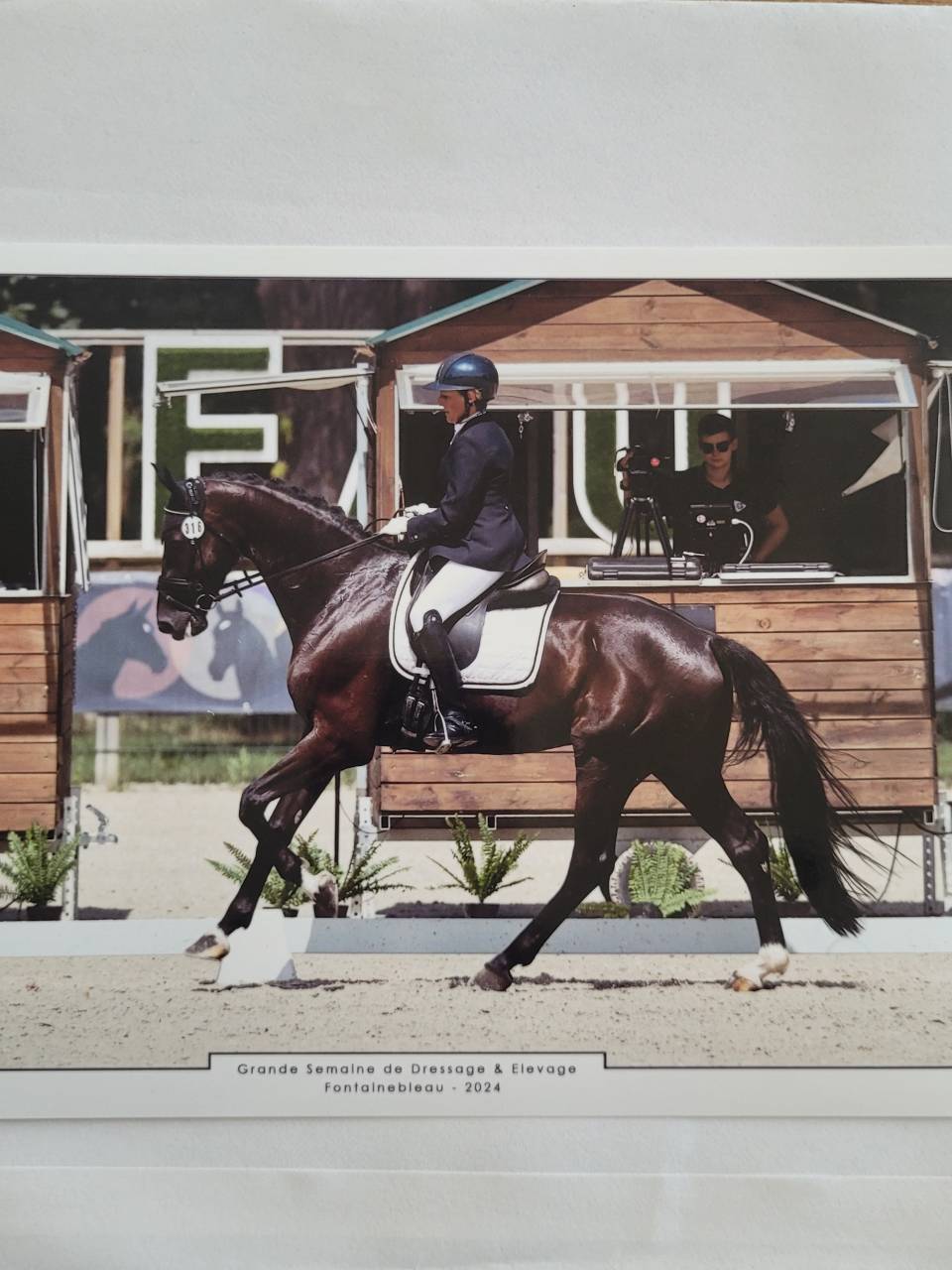 Ruin KWPN Nederlands sportpaard Te koop 2018 Zwart ,  don juan de hus