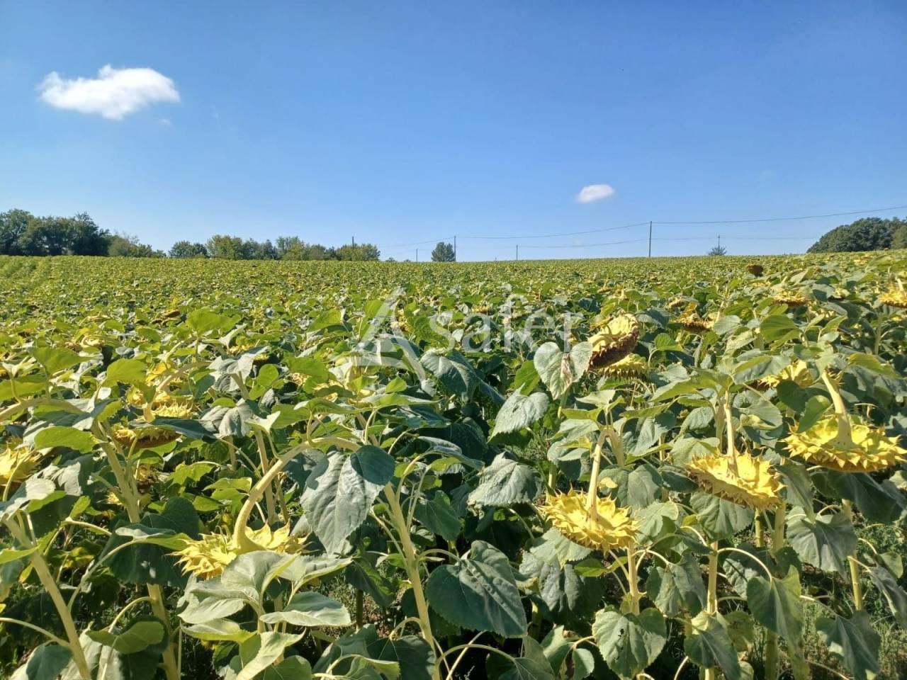 Landbouw bedrijf Koop Lot-et-Garonne