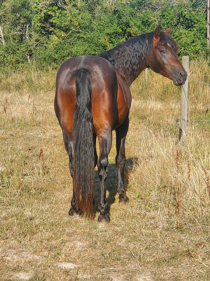 JUST BRIGHT DE RHONON - Connemara 2019 ,  CRACKER BOY MELODY