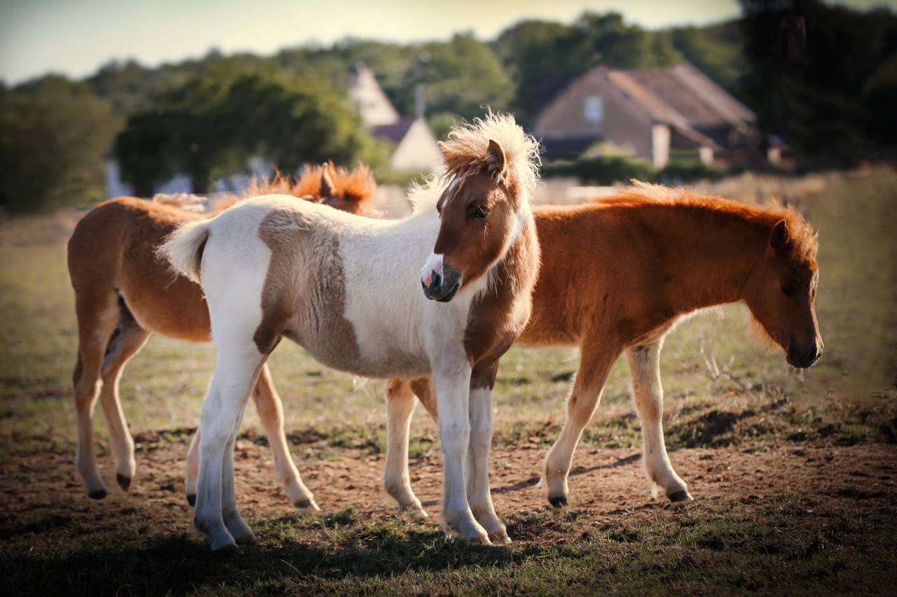 INEDIT DES ISLES - Shetland 2018