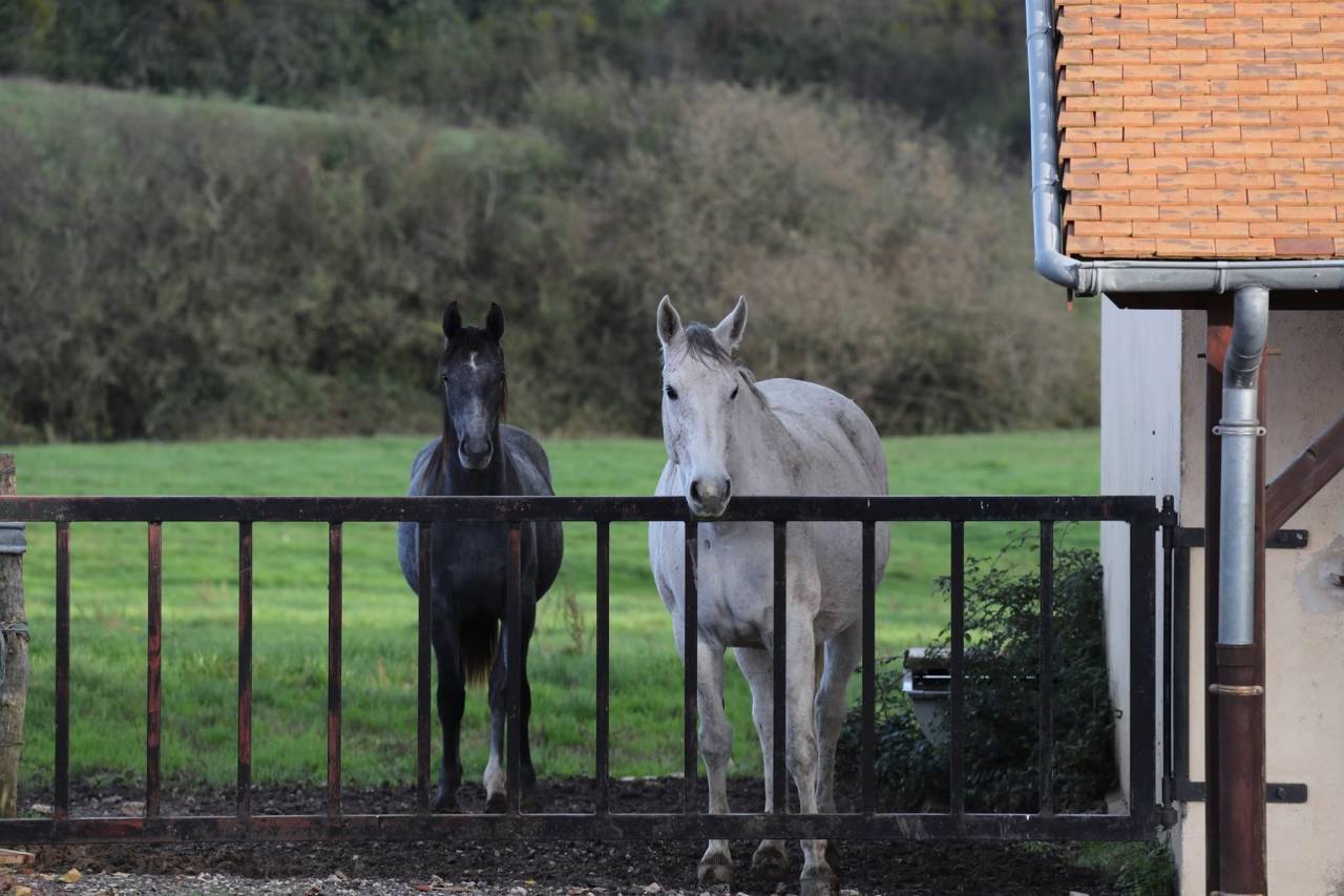 Hippisch vastgoed Koop Saône-et-Loire