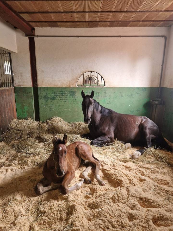 Hippisch vastgoed Koop Saône-et-Loire