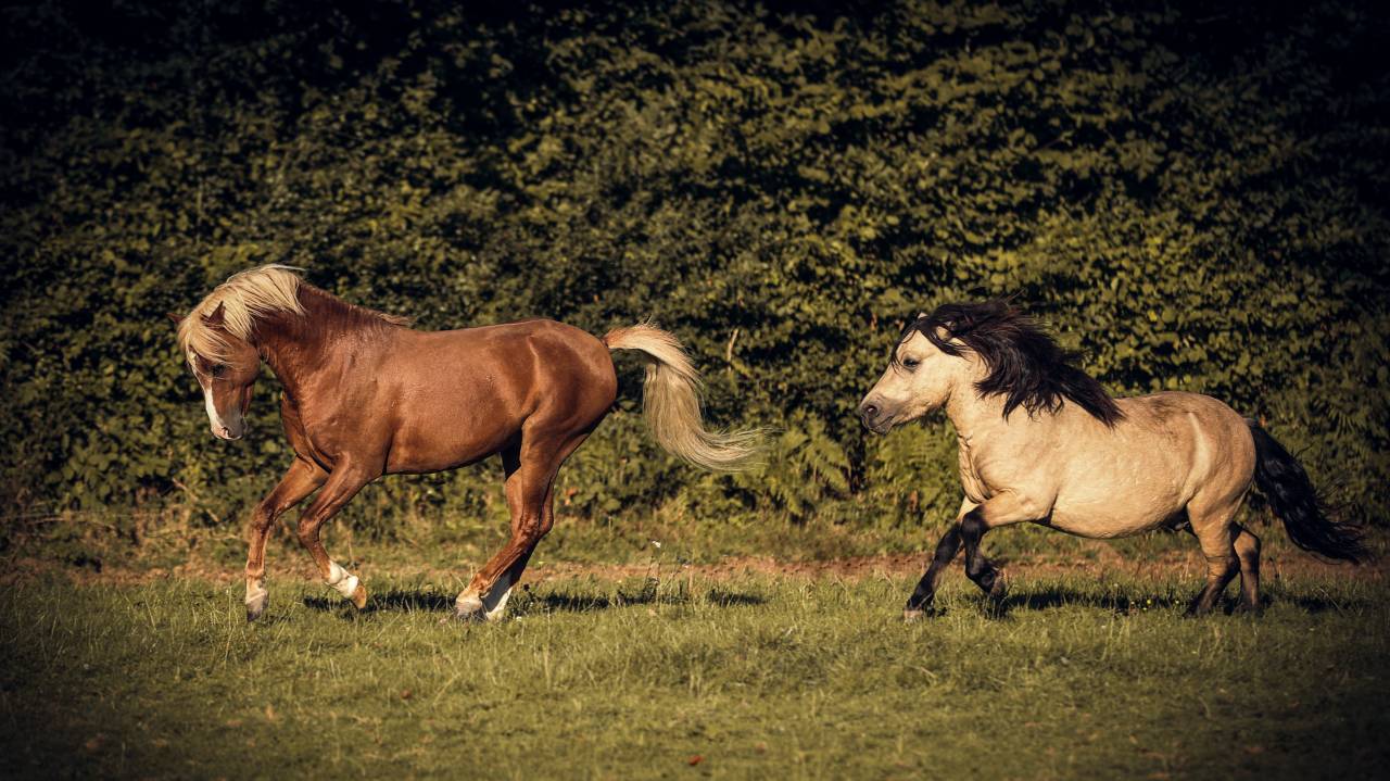 LASKA DE ST BRIS - Shetland 2021