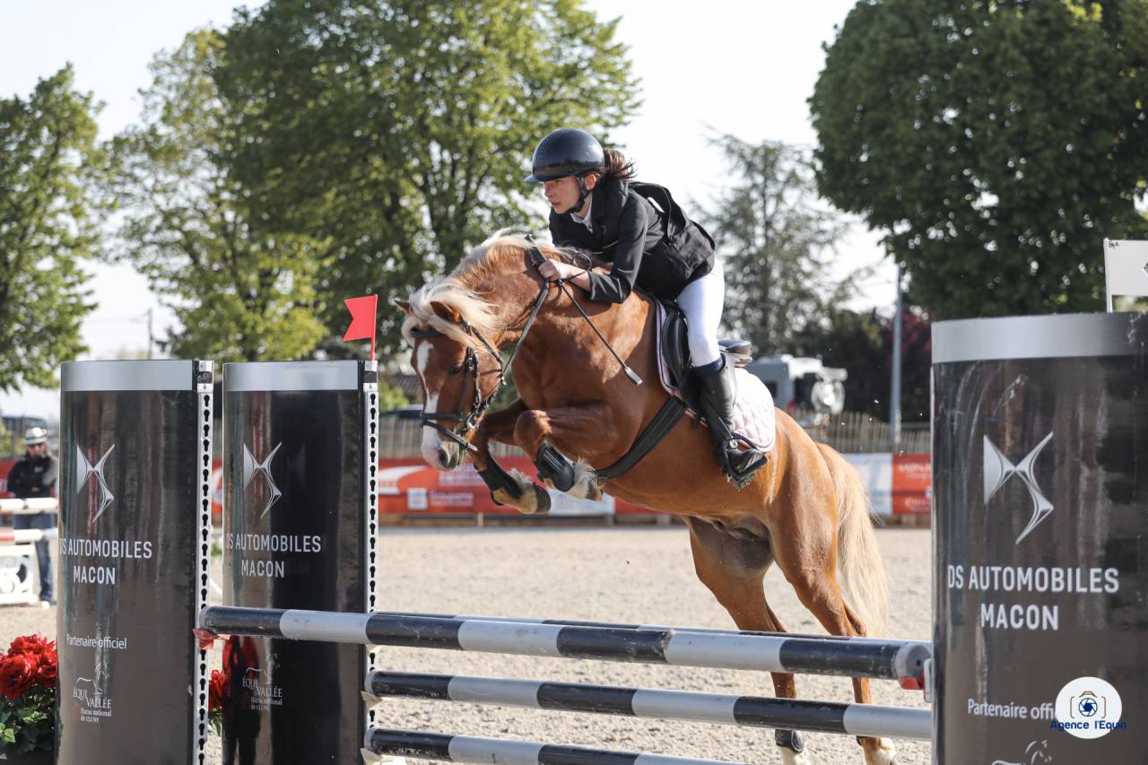 GOLBURY DES BERTAINES - Welsh Pony (Section B) 2016 ,  VINCE DIWAN